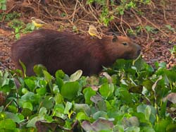 329 Capybara 70D4079