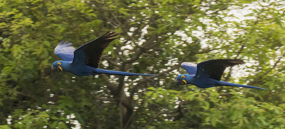 353 Hyacinth Macaws 70D4082