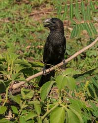 366 Smooth-Billed Ani 70D4387
