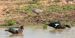 395 Plumbeous Ibis and Muskovie Ducks 70D4649