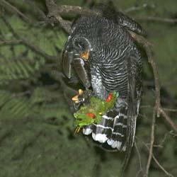 018 Black-banded Owl with Blaze-winged Parakeet 70D2199