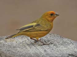 046-Lowland Hepatic Tanager 10J8E9761