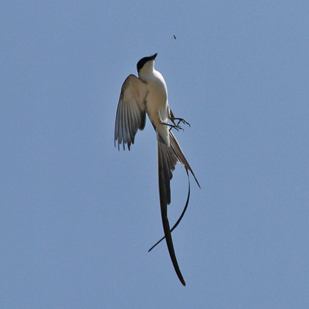 074 Fork-tailed Flycatcher 11J8E0781