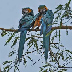 055 Blue-and-yellow Macaws 11J8E0142