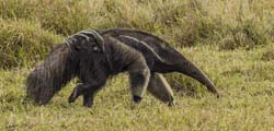 058 Giant Anteater with Juvenile 11J8E1157