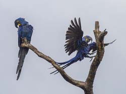 061 Hyacinth Macaws 11J8E0263