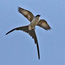 072 Fork-tailed Flycatcher 11J8E0691