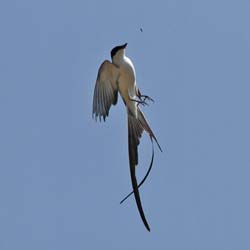 074 Fork-tailed Flycatcher 11J8E0781
