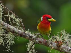 022 Male Red-headed Barbet 70D7993