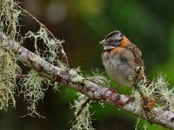 029 Rufus-collared Sparrow 70D7894