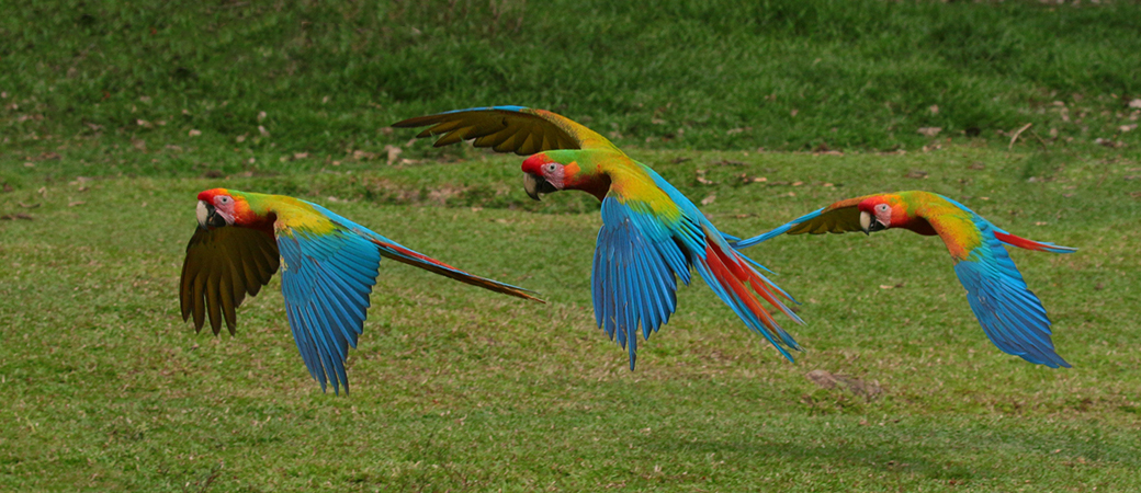 061 Great Green Macaws 70D9209