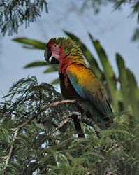 065 Great Green Macaw 70D9160