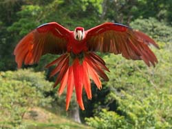 067 Scarlet Macaw 70D9276