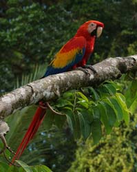 079 Scarlet Macaw 70D9183