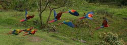 084 Scarlet Macaws 70D9200
