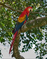 086 Scarlet Macaw 70D9078