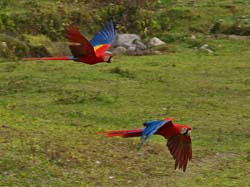 091 Scarlet Macaws 70D9252