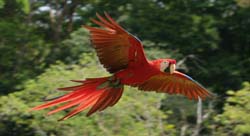 094 Scarlet Macaw 70D9274