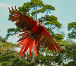 097 Scarlet Macaw 70D9278
