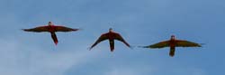 099 Scarlet Macaws 70D9282