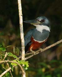 116 Belted Kingfisher 80D0140