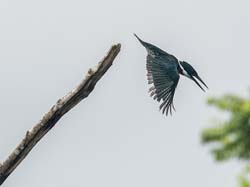123 Belted Kingfisher 80D0615
