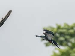 146 Belted Kingfisher 80D0616