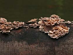 153 Wood Fungus 80D0358