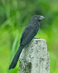 159 Smooth-billed Ani 80D0936