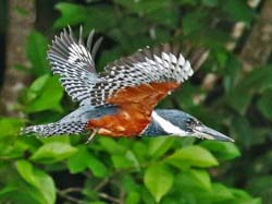 161 Belted Kingfisher 80D0841