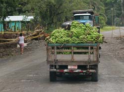 164 Banana Delivery 80D0945
