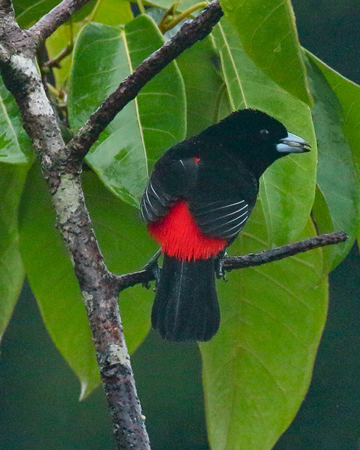 183 Male Passerini's Tanager 80D0991