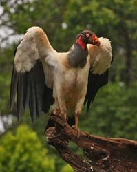 185 King Vulture 80D1394