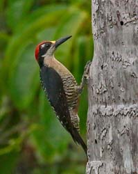 194 Black-cheeked Woodpecker 80D1263