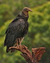 195 Black Vulture 80D1402