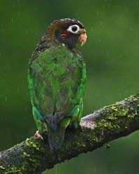 202 Brown Hooded Parrot  80D0971
