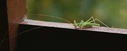 208 Grasshopper  80D1152