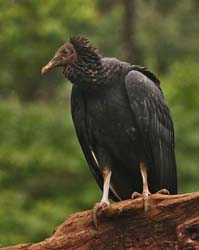 216 Black Vulture 80D1427