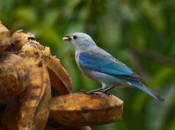 220 Blue-gray Tanager 80D1569