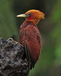 224 Chestnut Colored Woodpecker 80D1696