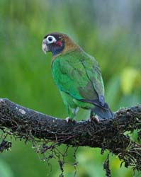238 Brown Hooded Parrot 80D1643
