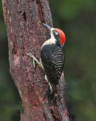 247 Black-cheeked Woodpecker 80D1657
