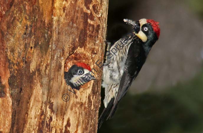 Acorn Woodpecker 4U5B3612