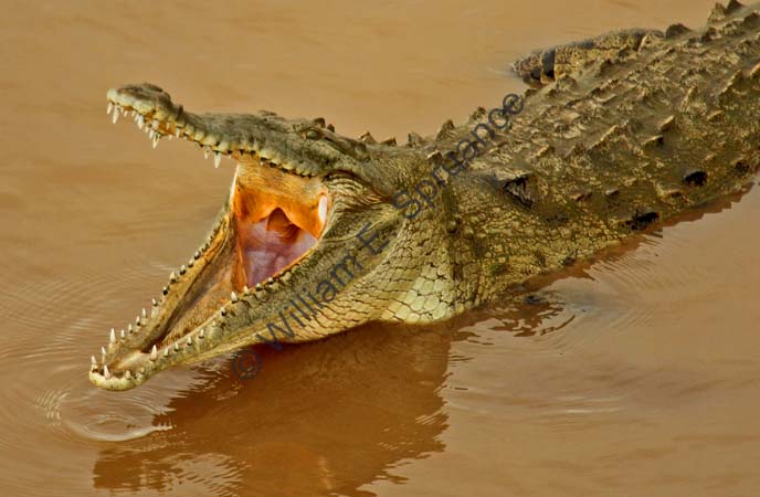 Crocodile 4U5B2408
