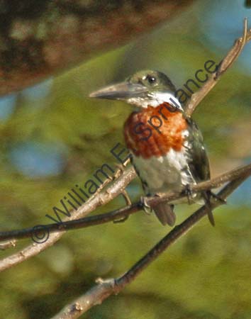 Green Kingfisher 4U5B2593