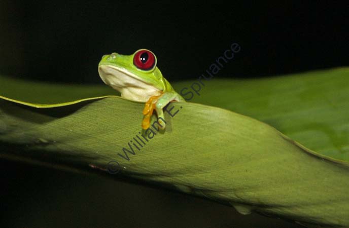 Red-eyed Tree Frog 4U5B2856