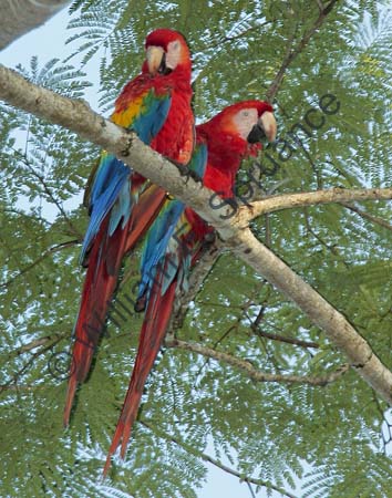 Scarlet Macaws 4U5B2525