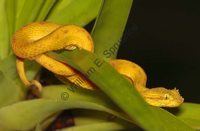 Yellow Eyelash Viper 4U5B0731