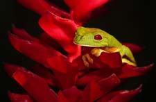 Red-eyed Tree Frog 4U5B2814