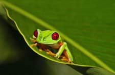 Red-eyed Tree Frog 4U5B2876